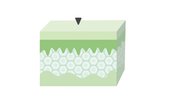 Infografía cutánea – penetración del gel de Aloe Vera fermentado